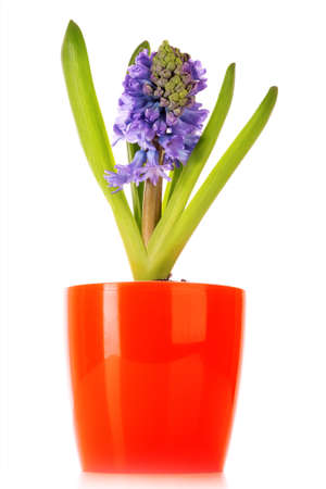blue hyacinth isolated on white backgroundの写真素材