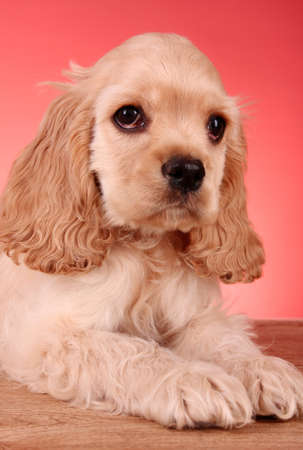 Puppy cocker spaniel on a white backgroundの写真素材