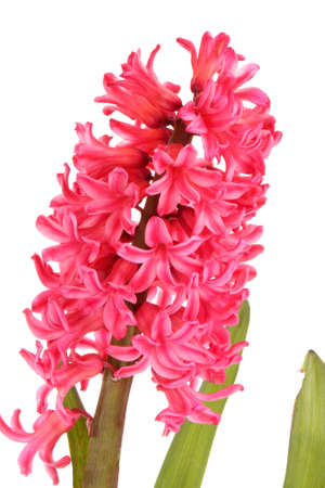 Pink hyacinth isolated on white backgroundの写真素材