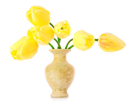 Pink tulips on white backgroundの写真素材