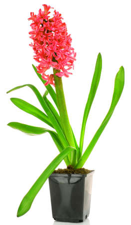 Pink hyacinth isolated on white backgroundの写真素材