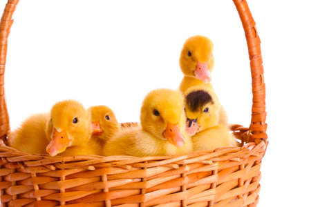 some ducklings in a basket isolated on whiteの写真素材