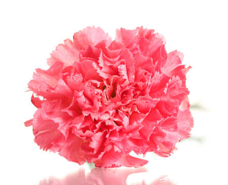 Pink carnation isolated on whiteの写真素材