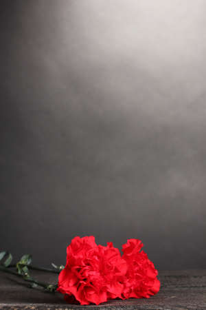 Two carnation on greyの写真素材