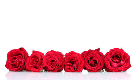 Beautiful red roses isolated on whiteの写真素材