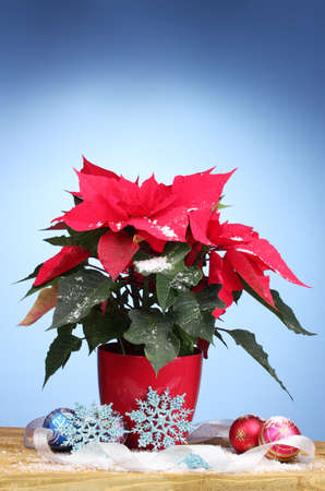 Beautiful poinsettia with christmas balls on wooden table on blue backgroundの写真素材