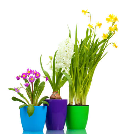 beautiful spring flowers in pots isolated on whiteの写真素材