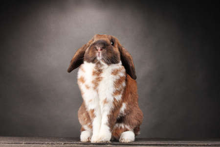 Lop-eared rabbit on grey backgroundの写真素材