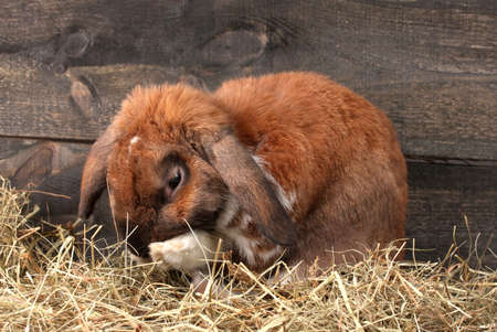 Lop-eared rabbit in a haystack on wooden backgroundの写真素材