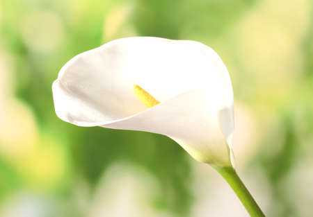 White calla on bright green backgroundの写真素材