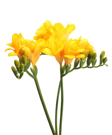 Beautiful yellow freesias isolated on whiteの写真素材