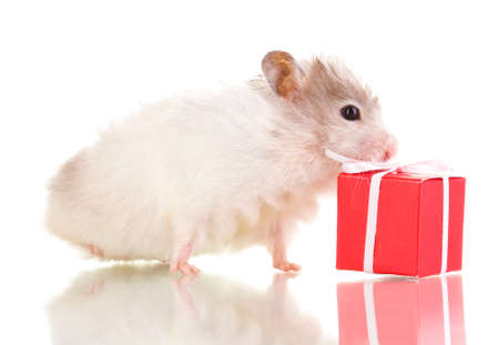 Cute hamster and gift box isolated whiteの写真素材