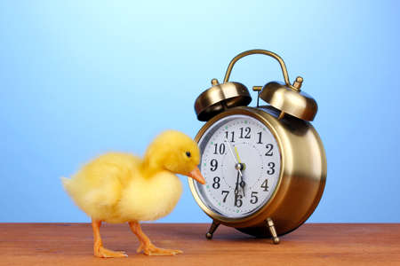 Duckling and alarm clock on wooden table on blue backgroundの写真素材