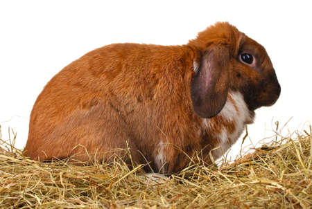 Lop-eared rabbit in a haystack on white backgroundの写真素材