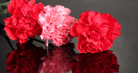 Bouquet of carnations on blackのeditorial素材