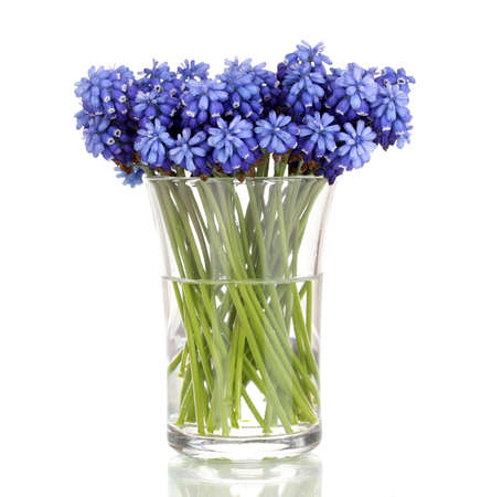 Muscari - hyacinth in glass isolated on whiteのeditorial素材