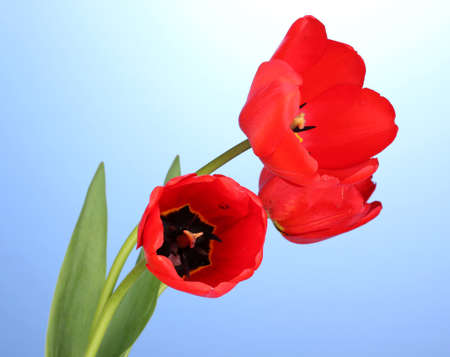 Beautiful tulips on blue backgroundのeditorial素材