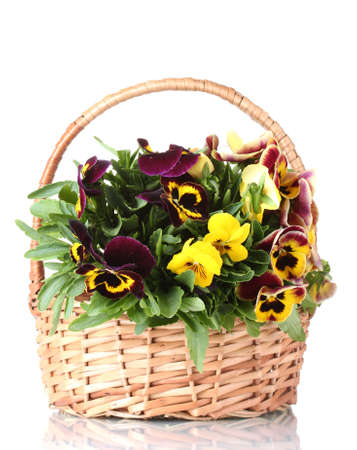 beautiful violet pansies in basket isolated on a white 
の写真素材