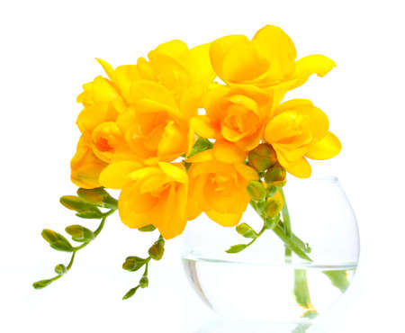 Beautiful yellow freesias in vase isolated on whiteの写真素材