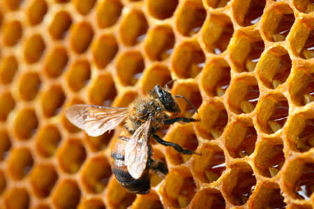 yellow beautiful honeycomb with honey and bee, backgroundの写真素材