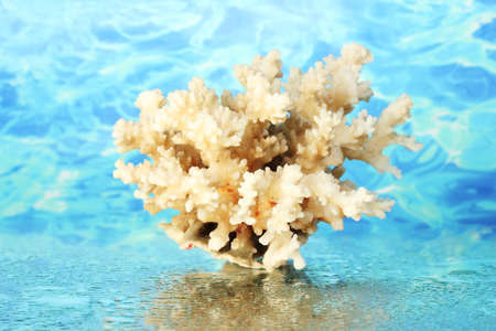 Sea coral on water background close-upの写真素材