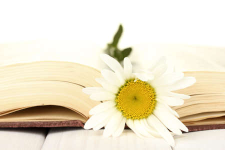 delicate daisy on the open book close-upの写真素材
