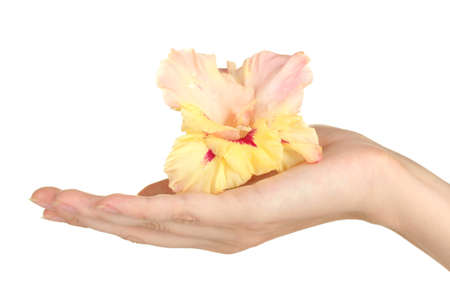 Woman's hand holding a bud of gladiolus on white background close-upの写真素材