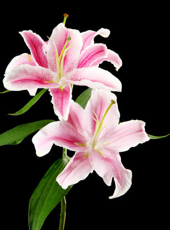 beautiful pink lily, on black backgroundの写真素材