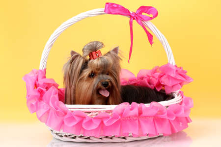 Beautiful yorkshire terrier in basket on colorful backgroundの写真素材