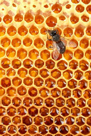 yellow beautiful honeycomb with honey and bee, backgroundの写真素材