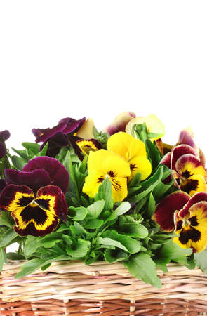 beautiful violet pansies in basket isolated on a white 
の写真素材