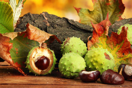 Chestnuts with autumn dried leaves and barkの写真素材
