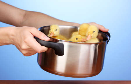 Duckling in saucepan in hands on blue backgroundの写真素材