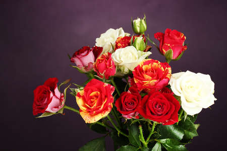 Bouquet of beautiful roses on purple background close-upの写真素材