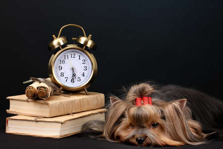 Beautiful yorkshire terrier surrounded by antiques on black backgroundの写真素材
