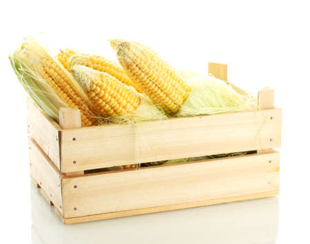fresh corn in wooden box, isolated on whiteの写真素材