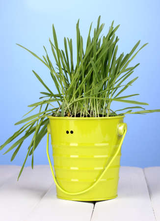 Green grass in bucket on wooden table on blue backgroundの写真素材
