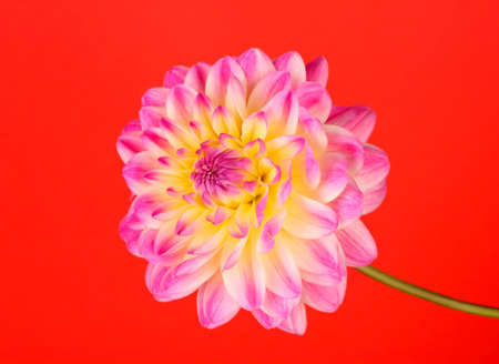 dahlia on color backgroundの写真素材