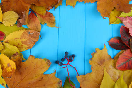 Bright autumn leaves on blue wooden board backgroundの写真素材