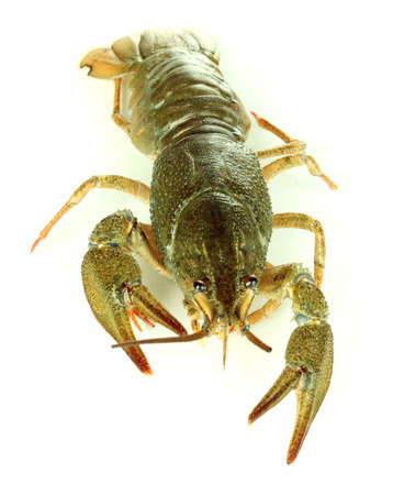Alive crayfish isolated on white close-upの写真素材