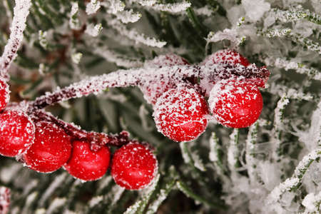 Rowan berries with spruce covered with snowの写真素材