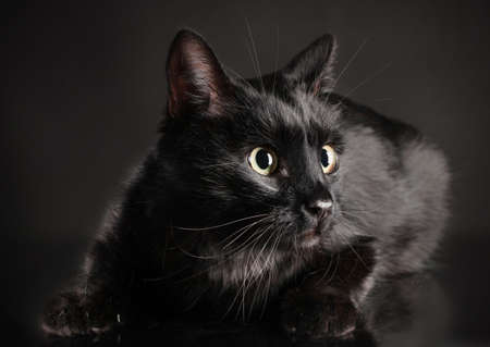 Black cat on black backgroundの写真素材