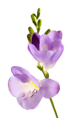 Purple freesia flower, isolated on whiteの写真素材