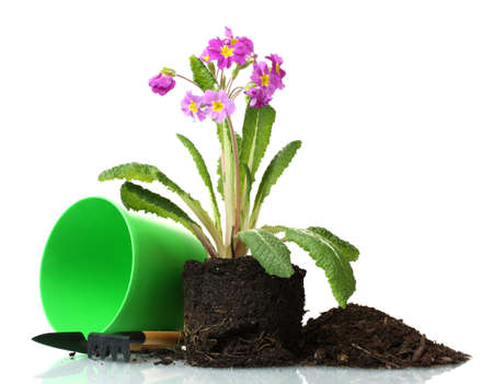 Beautiful purple primrose, soil and tools isolated on whiteの写真素材
