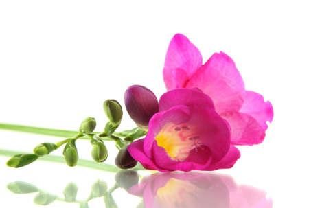 Beautiful freesia flower, isolated on white
の写真素材