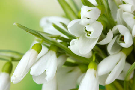beautiful snowdrops on green backgroundの写真素材