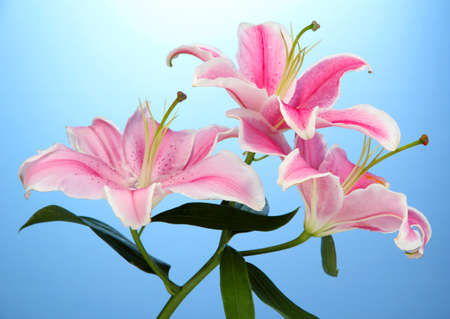 beautiful pink lily, on blue backgroundの写真素材