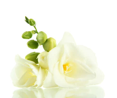 Beautiful freesia flower, isolated on white
の写真素材