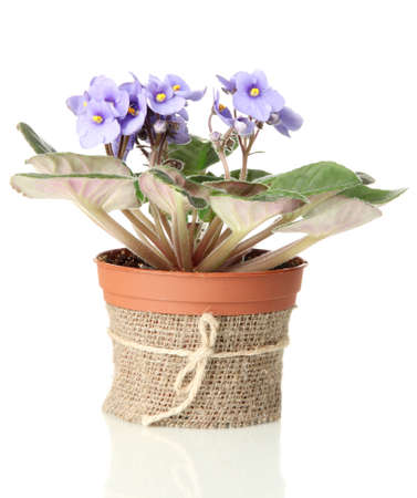 Bright saintpaulia in flowerpot, isolated on whiteの写真素材