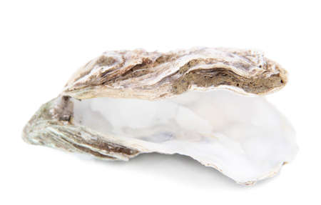 Open oyster isolated on whiteの写真素材
